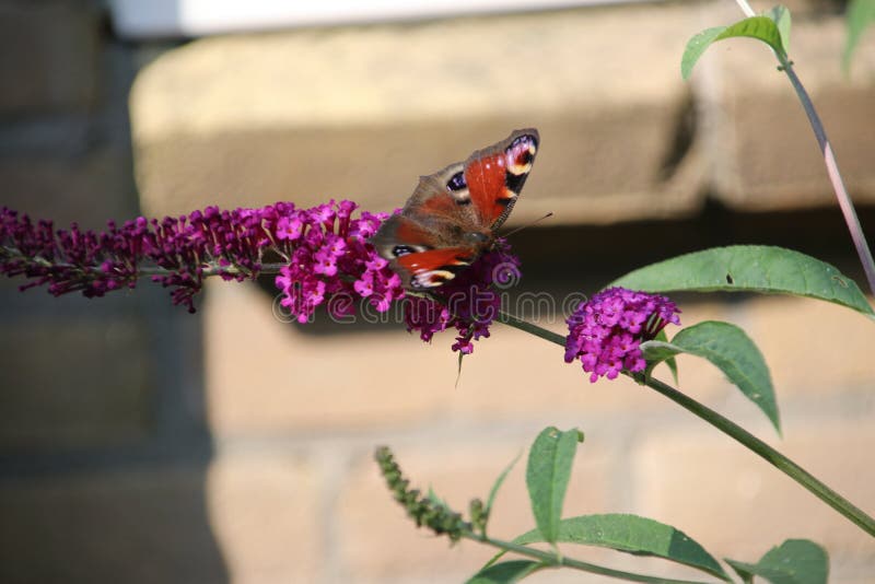 Purple buddleia with a red black butterfly on it in the sun. royalty free stock photo Purple buddleia with a red black butterfly on it in the sun. royalty free stock photo
