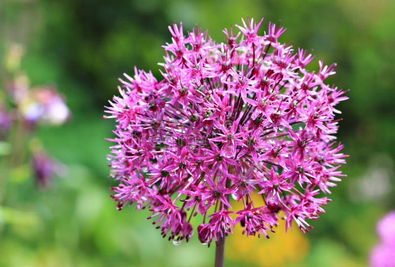 Purple bulbous allium flower head
