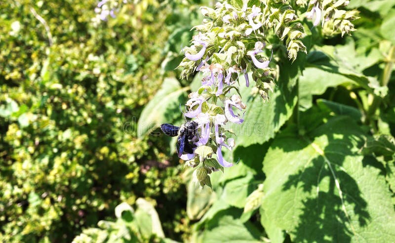 Purple bumblebee-the carpenter. Species of single bees of the family Apidae. Details and close-up stock photography Purple bumblebee-the carpenter. Species of single bees of the family Apidae. Details and close-up stock photography