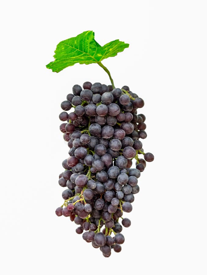 Purple Bunch Grape With Green Leaf Stock Image Image of delicious
