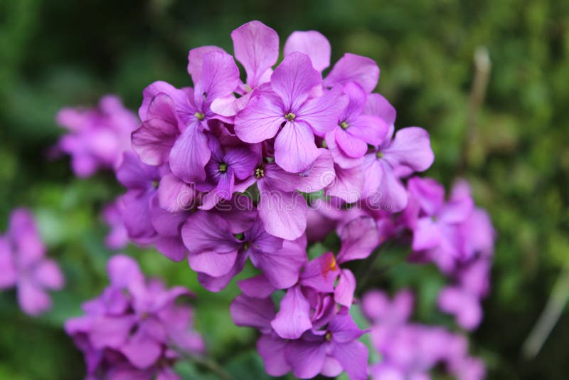 Purple Wild Flowers Growing On Field In New Zealand Stock Photo Image