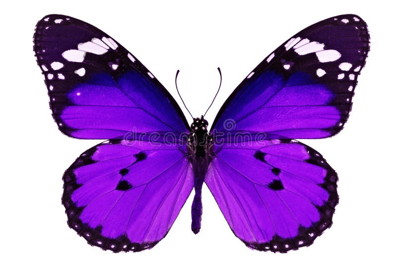 Beautiful purple butterfly isolated on white background