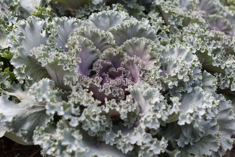 A Purple cabbage flower. stock image. Image of agriculture 249528729