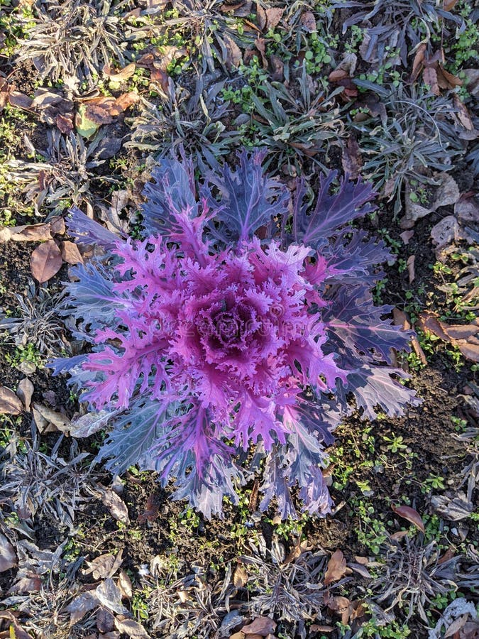 Purple cabbage plant stock image. Image of cabbage, cultivation 239924379