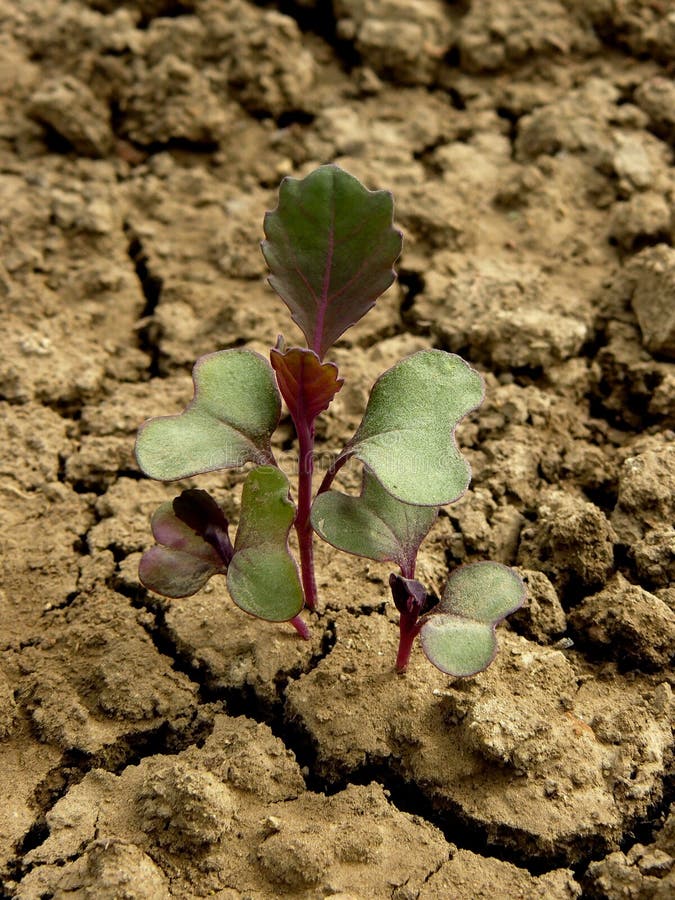 cabbage seedlings cabbage seedlings