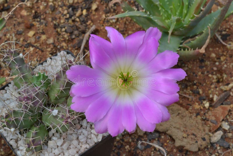 Purple cactus flower stock photo. Image of cactus, plant 45296432