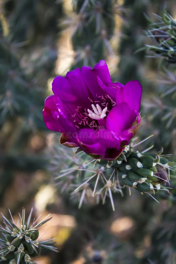 9,367 Purple Cactus Flower Photos Free & RoyaltyFree Stock Photos