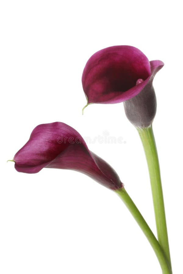 Purple Calla Lilies