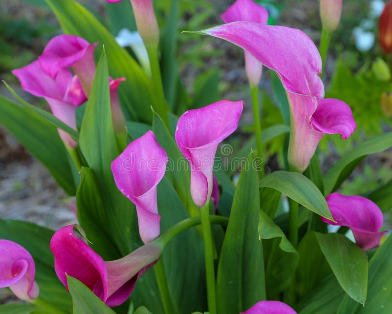 686 Purple Calla Lilies Photos - Free & Royalty-Free Stock Photos from ...