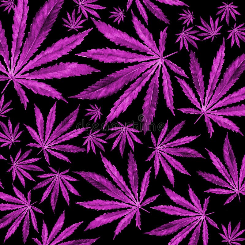 Purple Cannabis Leaves on Black Background Stock Illustration