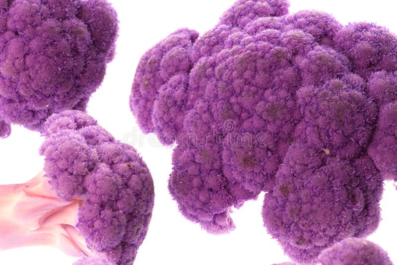 Purple Cauliflower in Bloom Stock Image Image of white, nature 5869975