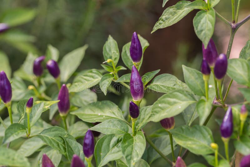 Purple and Red Chili Peppers Growing on a Plant Stock Photo Image of