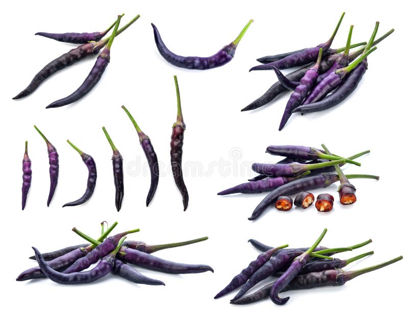 Purple Hot Chili Pepper Isolated Stock Image Image of flowerpot