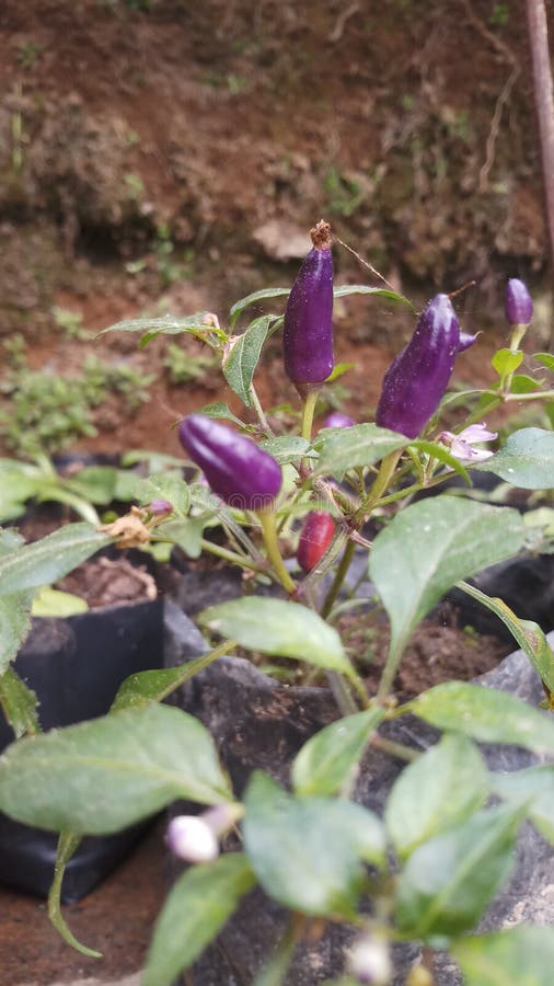 Purple Chilli...it Can Be Eat As Spice Stock Image Image of purple