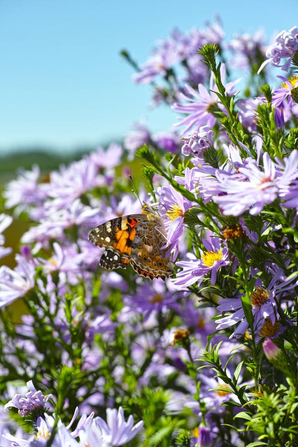 Purple Chrysanthemum and Butterfly Stock Image Image of colored