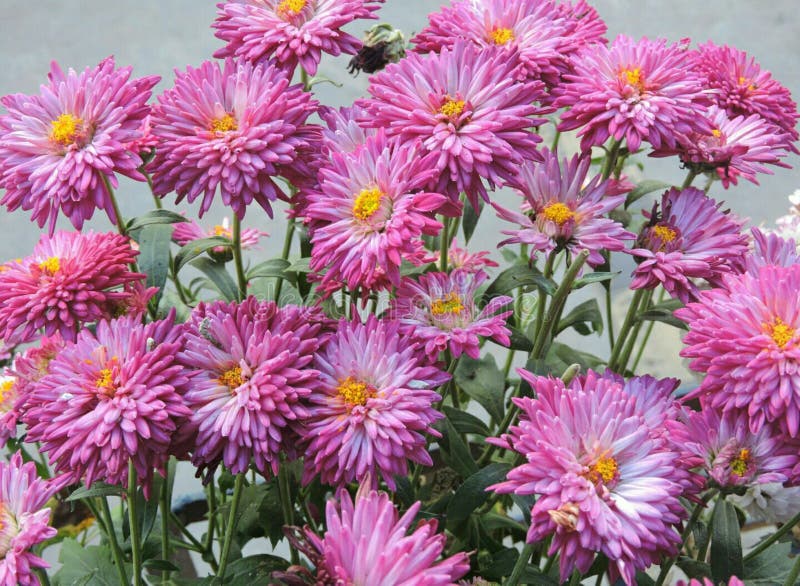 Purple Chrysanthemum stock image. Image of valentine - 137526361