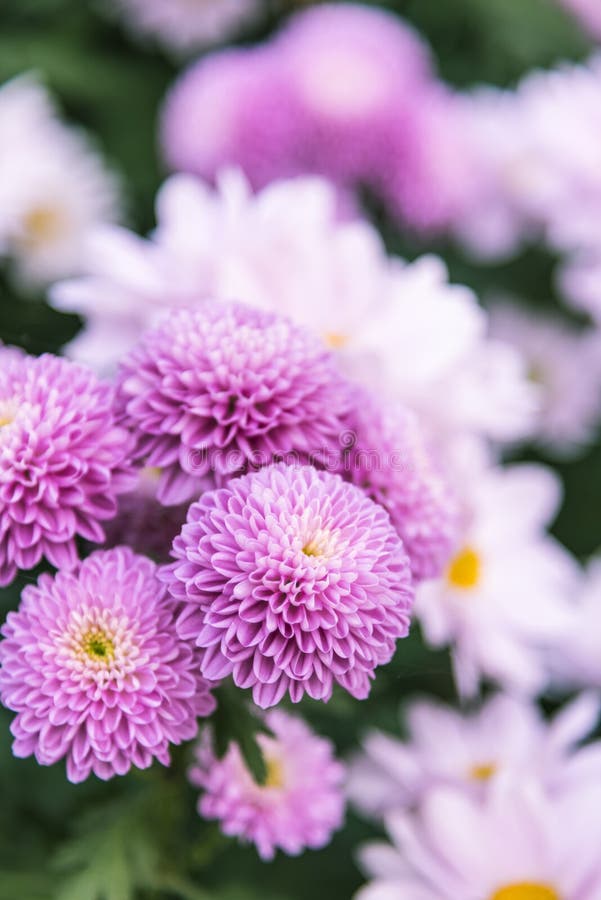 Purple chrysanthemum stock photo. Image of flora, green 63249510