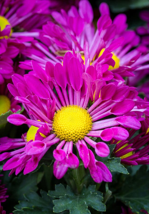 Purple Chrysanthemums Daisy Flower Stock Photo Image of