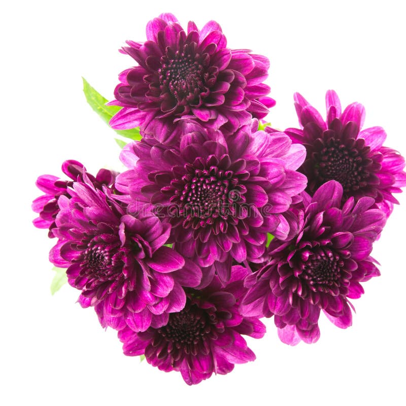 Purple Chrysanthemums Isolated on White Stock Image Image of