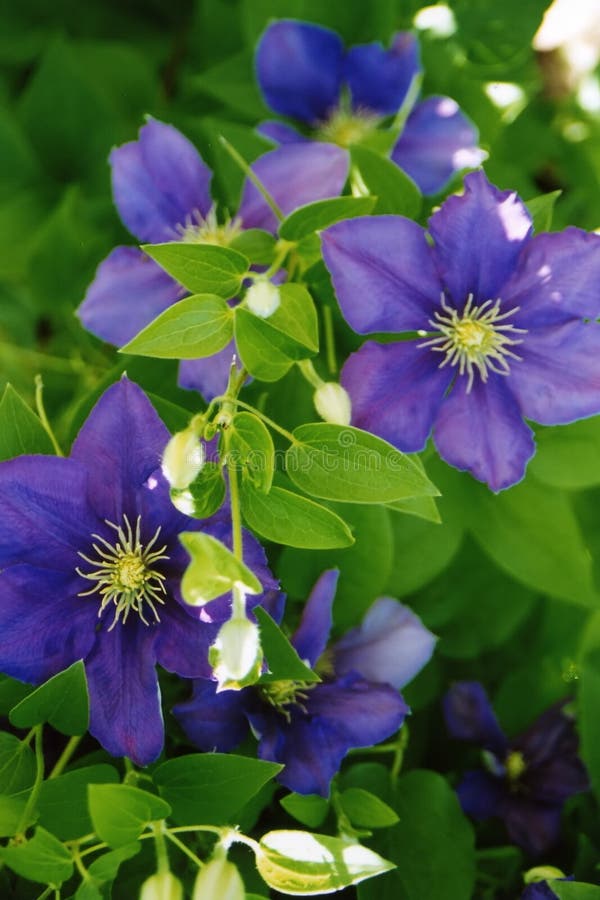 Purple Clematis stock image. Image of gardens, vine, climbs 71463