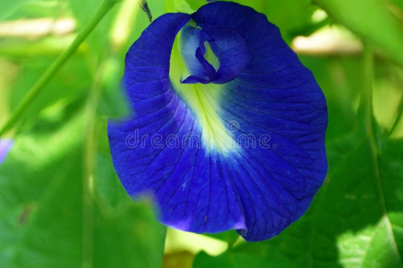 A purple color Butterfly Pea. stock image A purple color Butterfly Pea. stock image