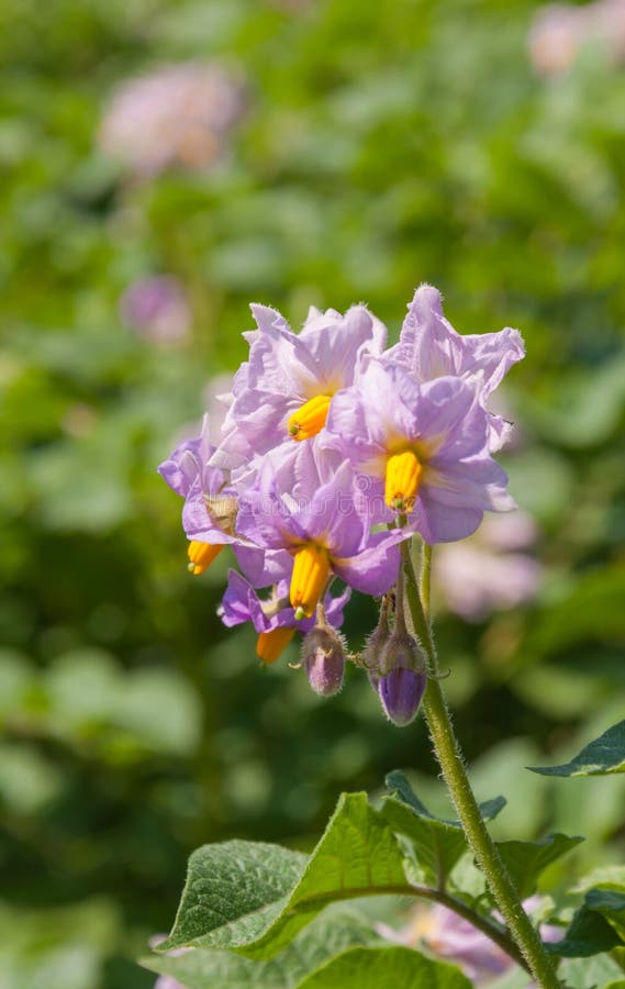 Purple Colored Flowers at a Potato Plant Stock Image Image of blossom