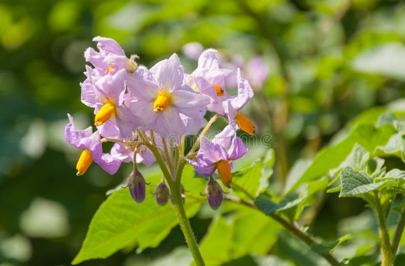 Purple Colored Flowers At A Potato Plant Royalty Free Stock Photo