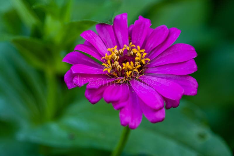 Purple Common Zinnia Zinnia elegans in garden with space for putting text, lowkey. A Purple Common Zinnia Zinnia elegans in garden with space for putting text royalty free stock photography Purple Common Zinnia Zinnia elegans in garden with space for putting text, lowkey. A Purple Common Zinnia Zinnia elegans in garden with space for putting text royalty free stock photography