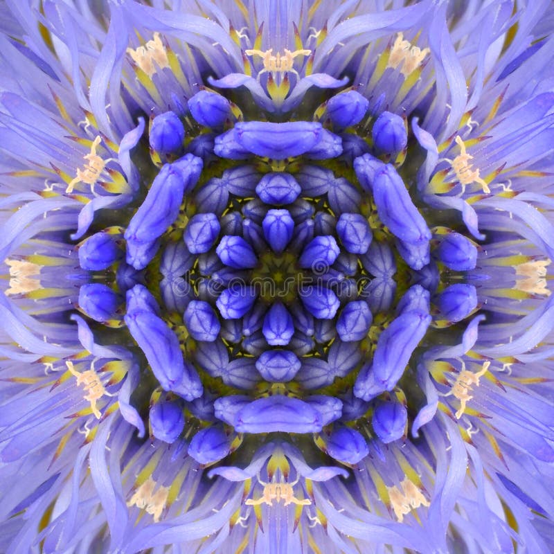 Purple Concentric Flower Center Mandala Kaleidoscopic design. Purple Concentric Flower Center Close-up. Mandala Kaleidoscopic design stock photography Purple Concentric Flower Center Mandala Kaleidoscopic design. Purple Concentric Flower Center Close-up. Mandala Kaleidoscopic design stock photography