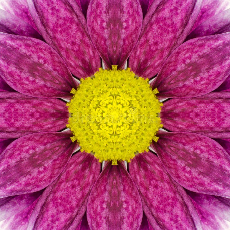 Purple Concentric Flower Center. Mandala Kaleidoscopic design. Purple Concentric Flower Center Macro Close-up. Mandala Kaleidoscopic design stock image Purple Concentric Flower Center. Mandala Kaleidoscopic design. Purple Concentric Flower Center Macro Close-up. Mandala Kaleidoscopic design stock image