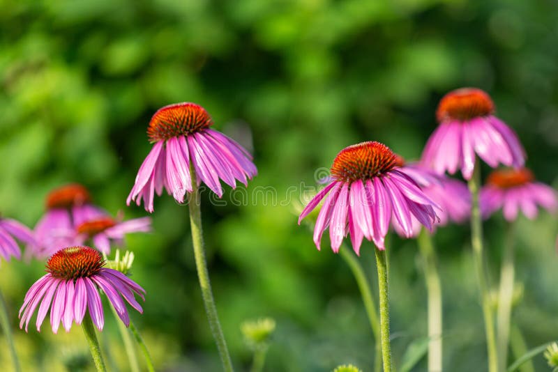 Purple Coneflowers Echinacea in Full Bloom Stock Photo Image of leaf
