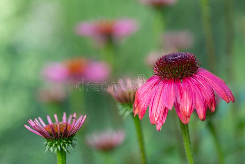 Purple Coneflowers Echinacea in Full Bloom Stock Image Image of