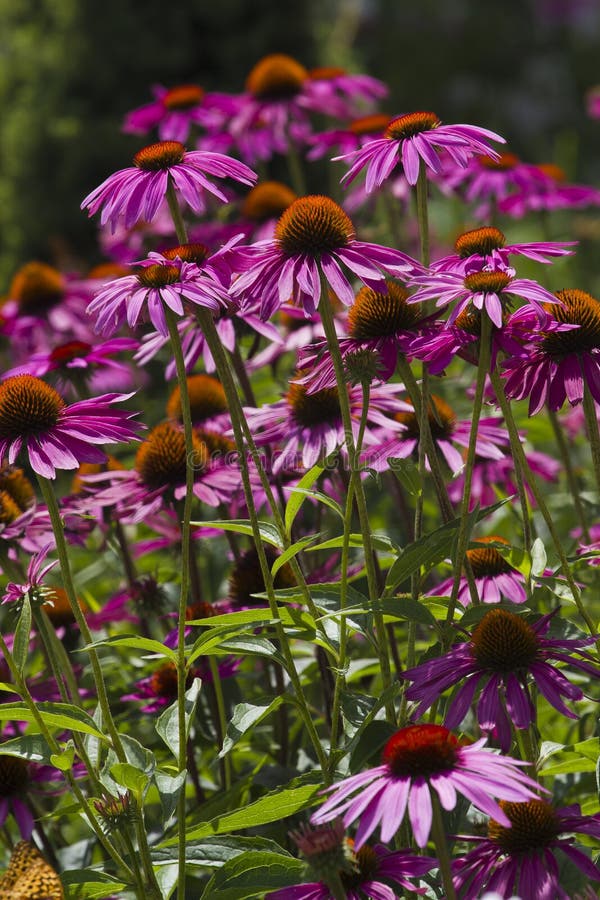 Purple Coneflowers stock photo. Image of growing, coneflowers 33035706