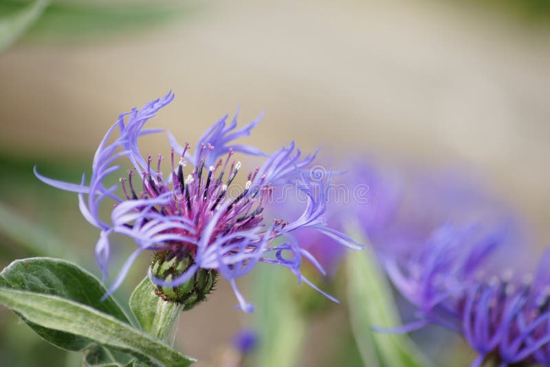 Purple Cornflower stock photo. Image of petals, botany 55164536