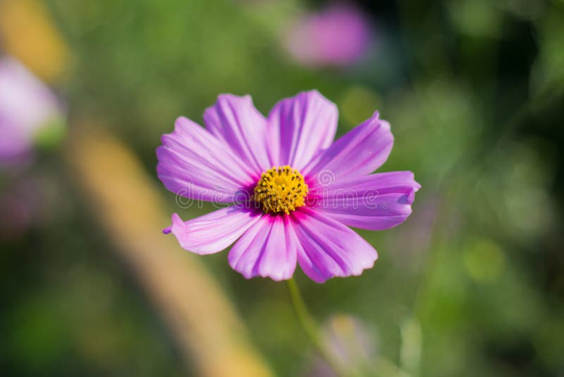 Purple cosmos flower stock photo. Image of flower, purpleflower - 64251018