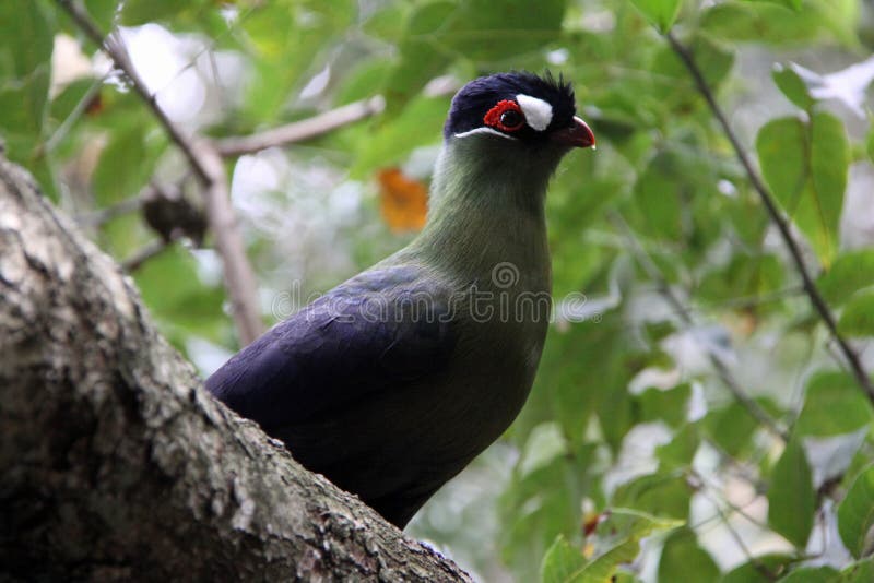 Purple crested lourie - turaco