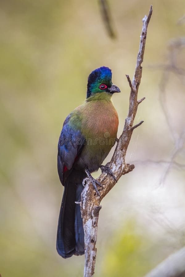 Purple crested Turaco in Kruger National park, South Africa