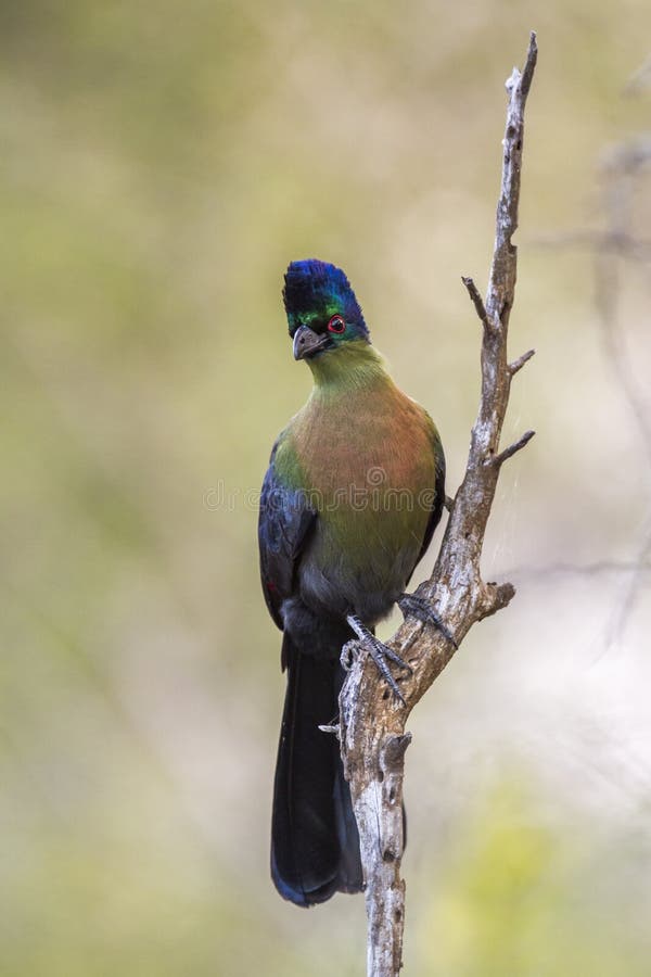 Purple crested Turaco in Kruger National park, South Africa