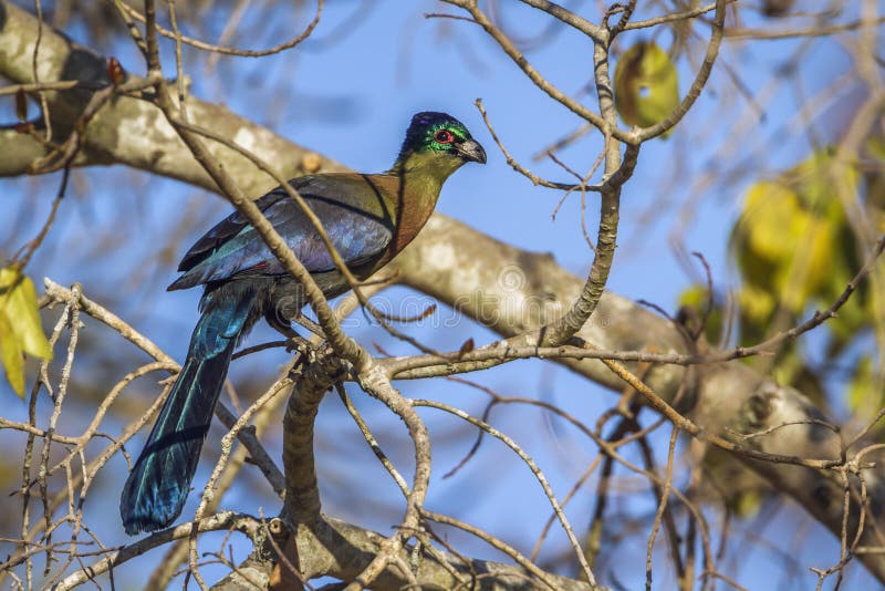 Purple-crested Turaco in Kruger National park, South Africa