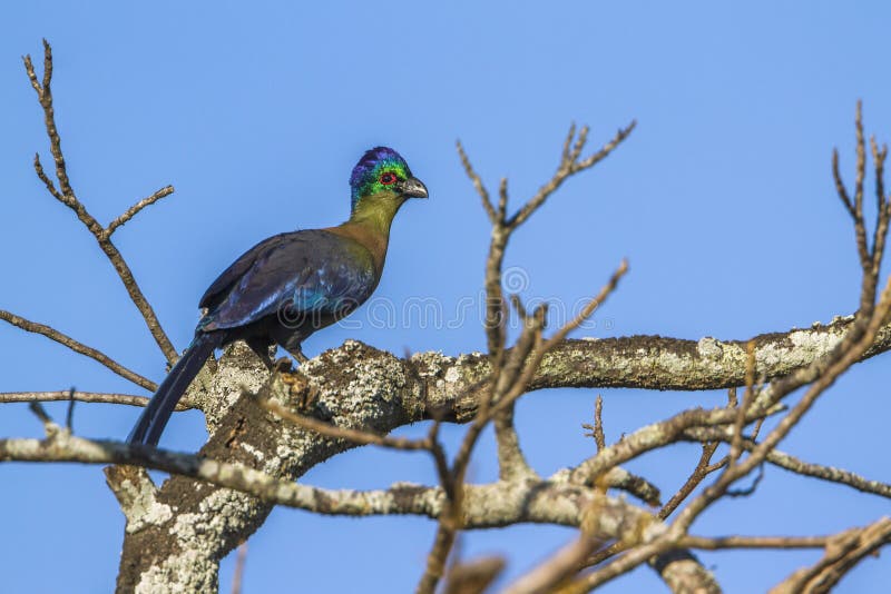 Purple-crested Turaco in Kruger National park, South Africa