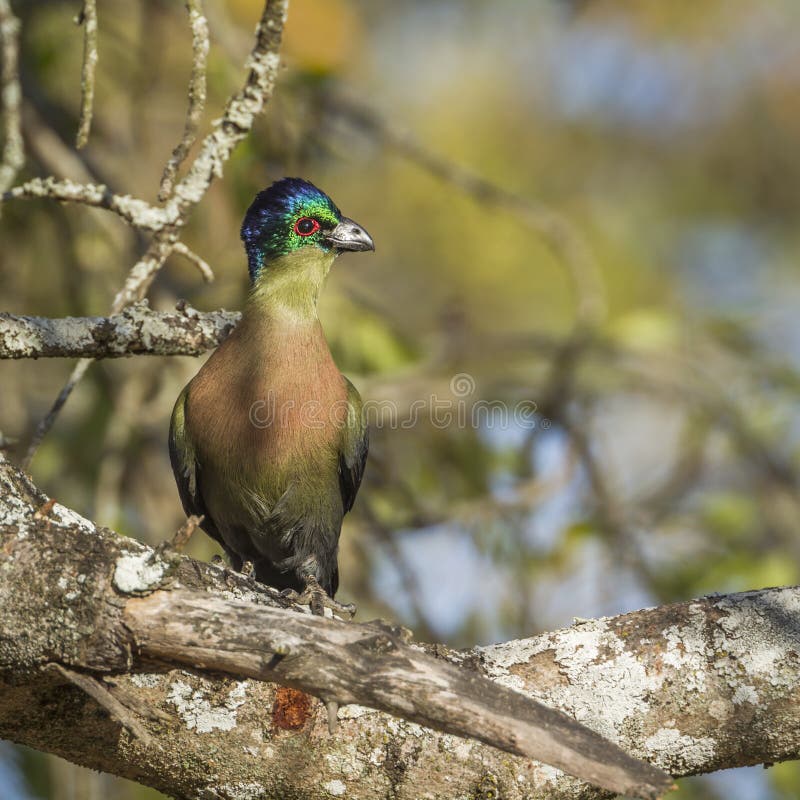 Purple-crested Turaco in Kruger National park, South Africa