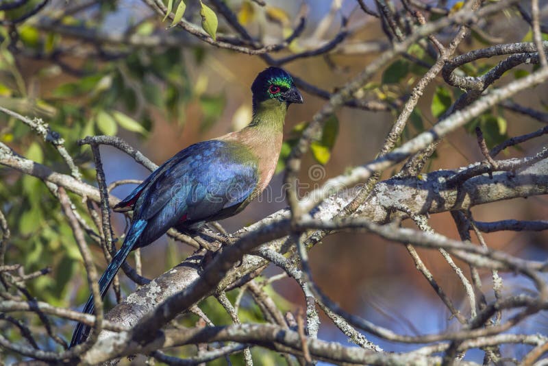 Purple-crested Turaco in Kruger National park, South Africa