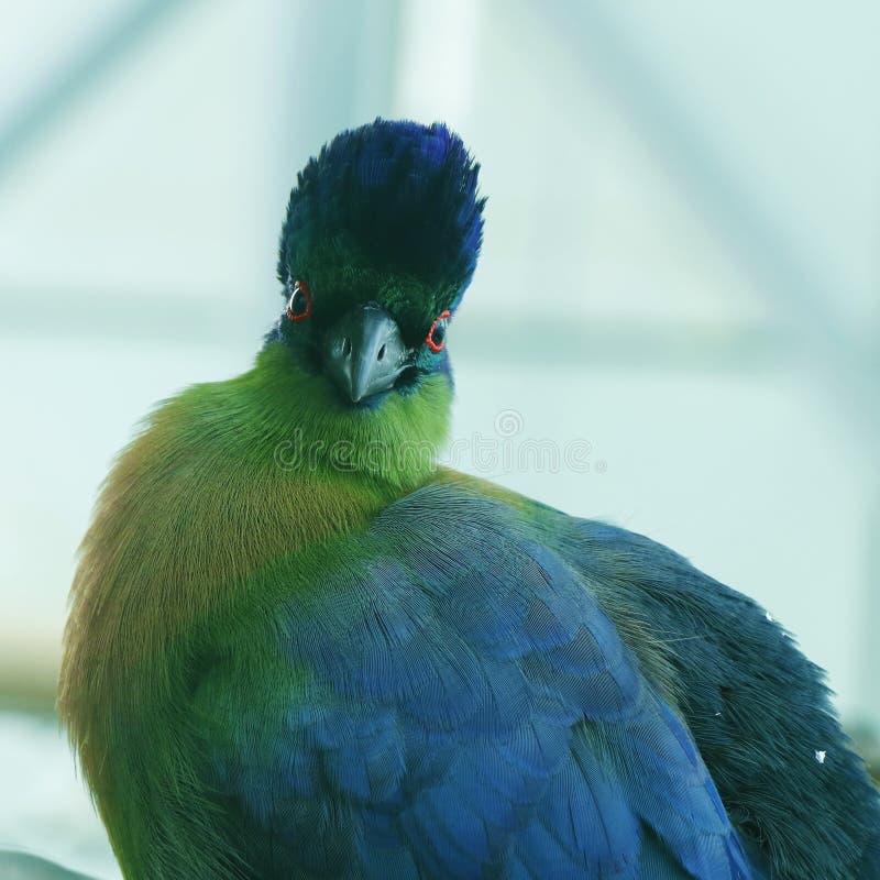 The purple-crested turaco is a species of bird in the Musophagidae family