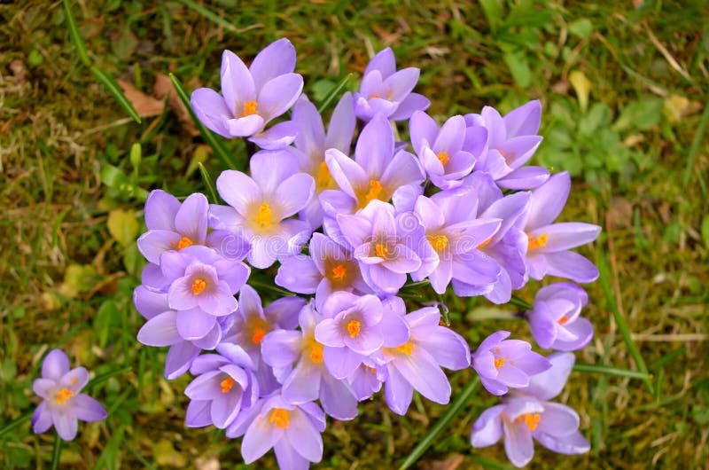 Crocus field stock image. Image of natural, fresh, background - 30475521