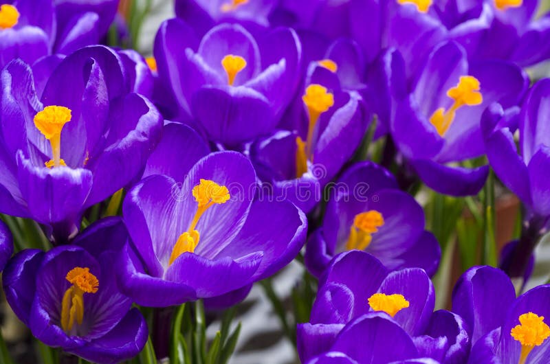 Purple Crocus Flowers