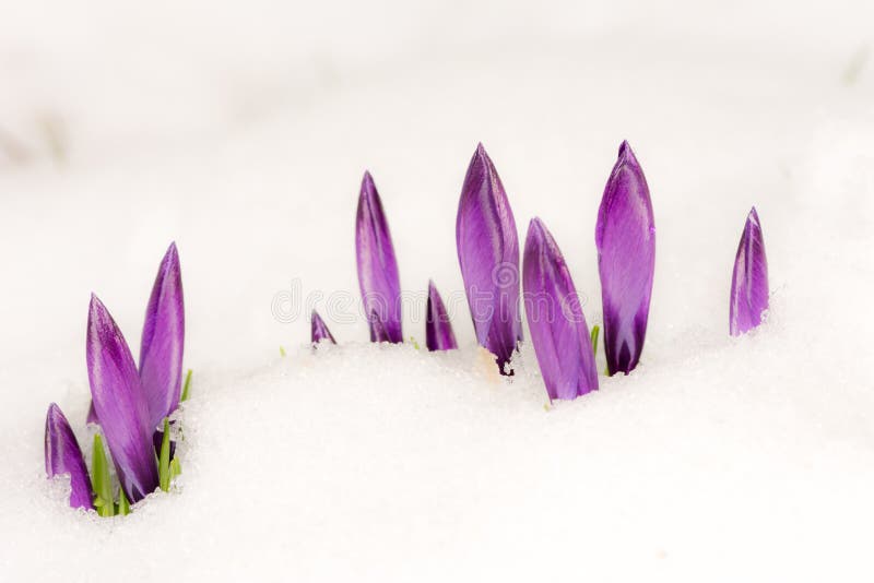 Purple crocus flowers in the snow. Closeup of Purple crocus flowers in the snow with selective focus stock image Purple crocus flowers in the snow. Closeup of Purple crocus flowers in the snow with selective focus stock image
