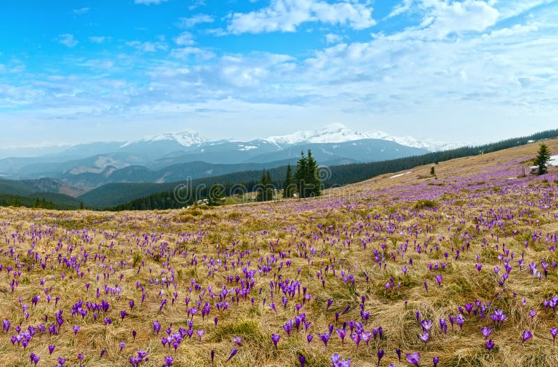 Purple Crocus flowers on spring mountain royalty free stock image Purple Crocus flowers on spring mountain royalty free stock image