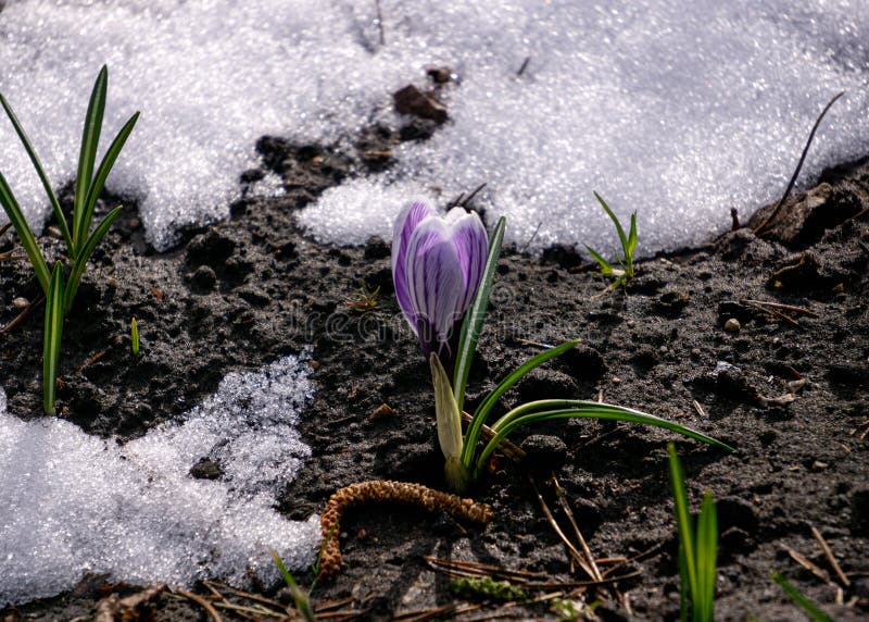 Purple Crocus Flowers Under the Snow in Early Spring Stock Image