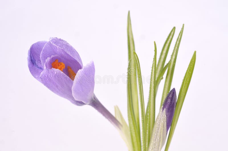 Purple crocus on white