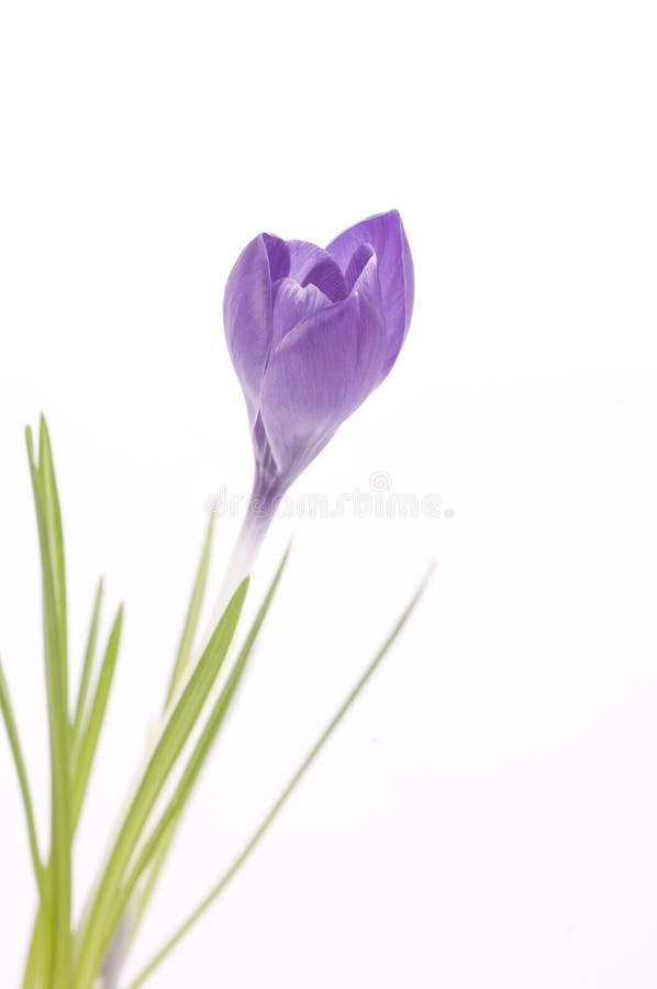 Purple crocus on white